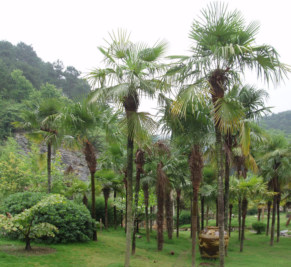 Chinesische F&auml;cherpalme (Trachycarpus fortunei)