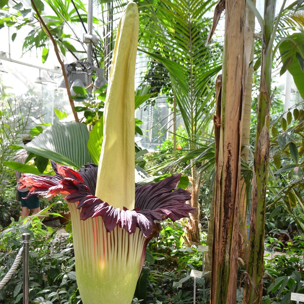 Titanenwurz (Amorphophallus titanum)