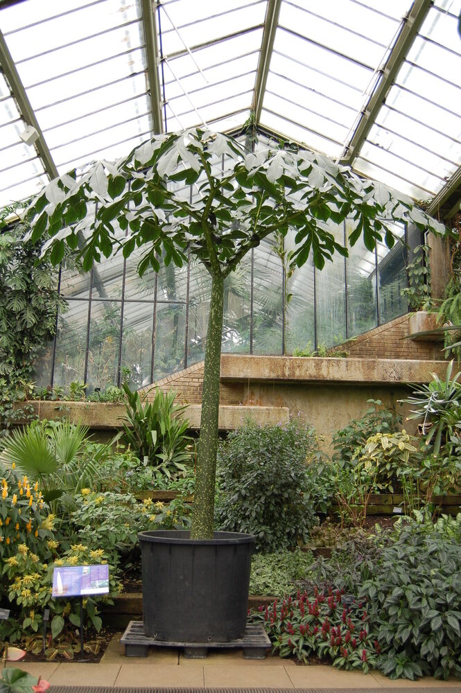 Titanenwurz (Amorphophallus titanum)