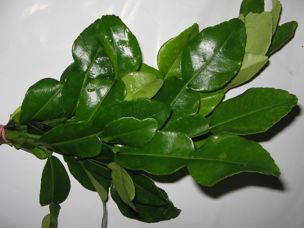 Djeroek Poeroet (Citrus hystrix)