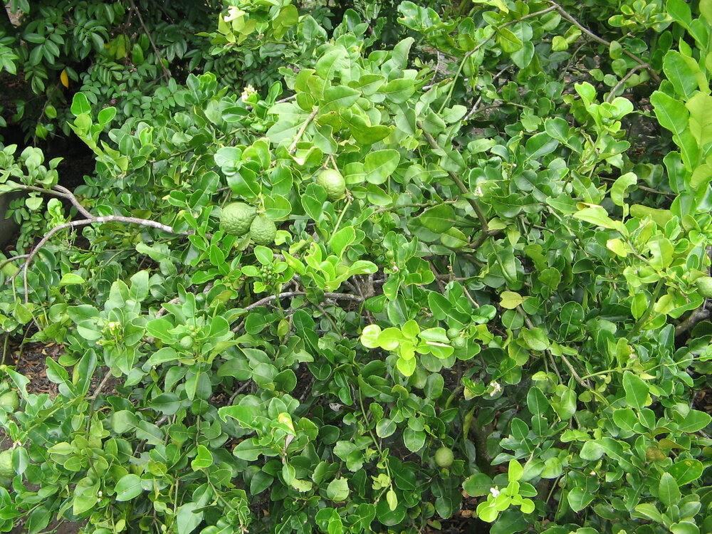 Djeroek Poeroet (Citrus hystrix)