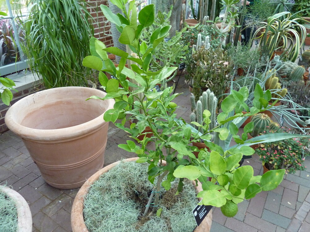 Djeroek Poeroet (Citrus hystrix)