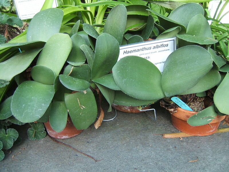 Puderpinsel (Haemanthus albiflos)
