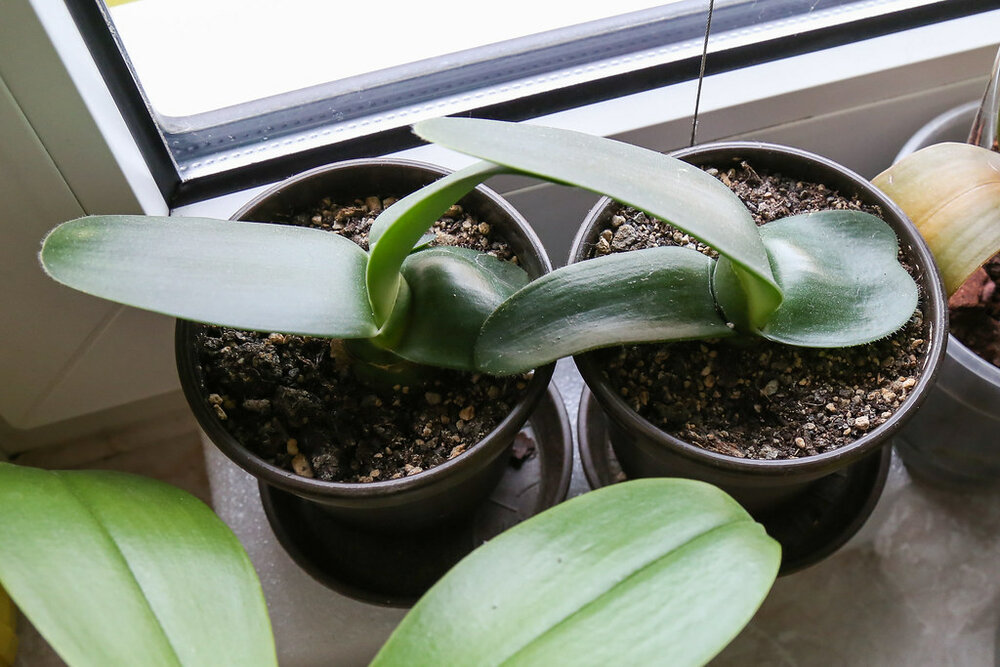 Puderpinsel (Haemanthus albiflos)