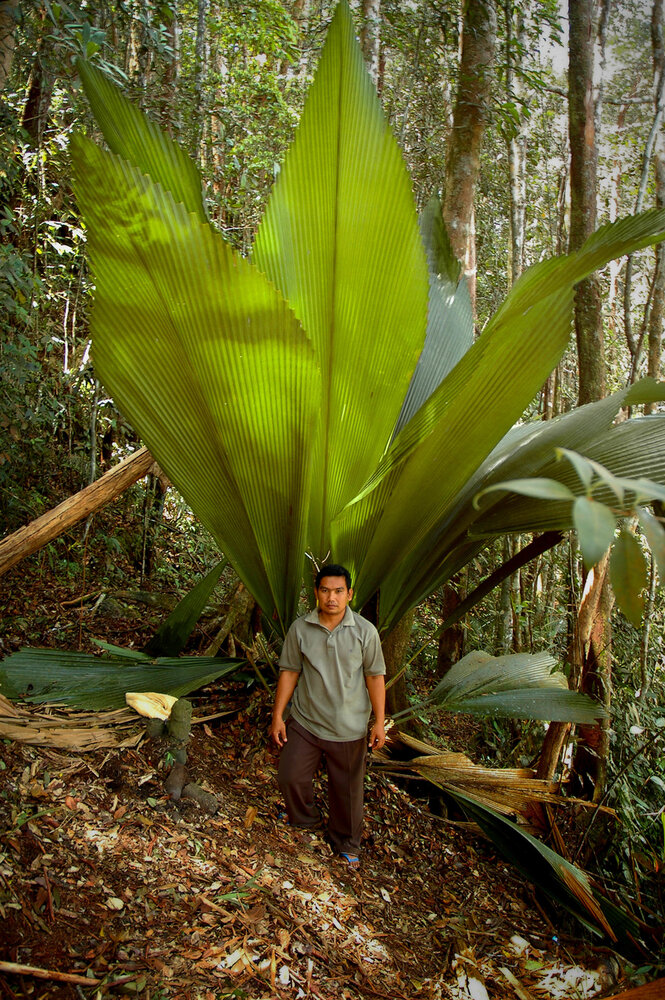 Joey-Palme (Johannesteijsmannia altifrons)