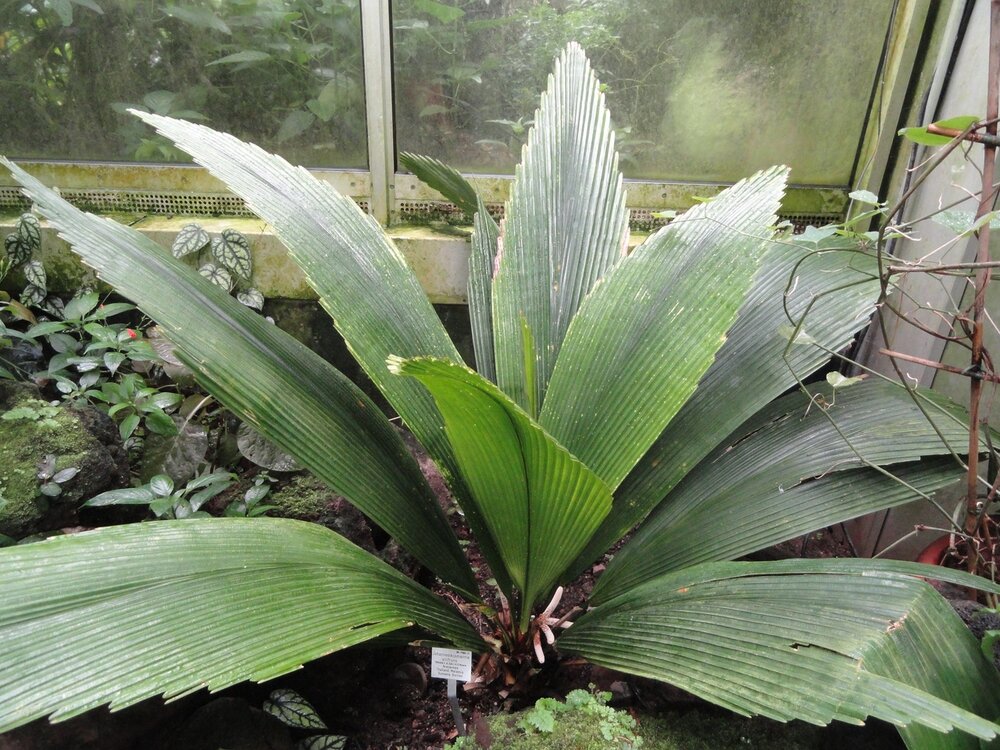 Joey-Palme (Johannesteijsmannia altifrons)