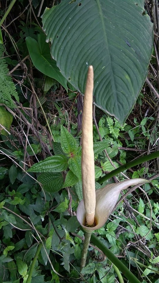 Aronstab (Amorphophallus variabilis)