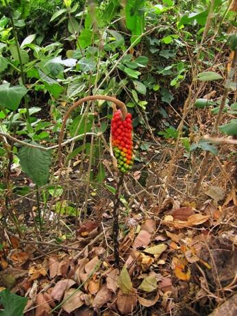 Aronstab (Amorphophallus variabilis)