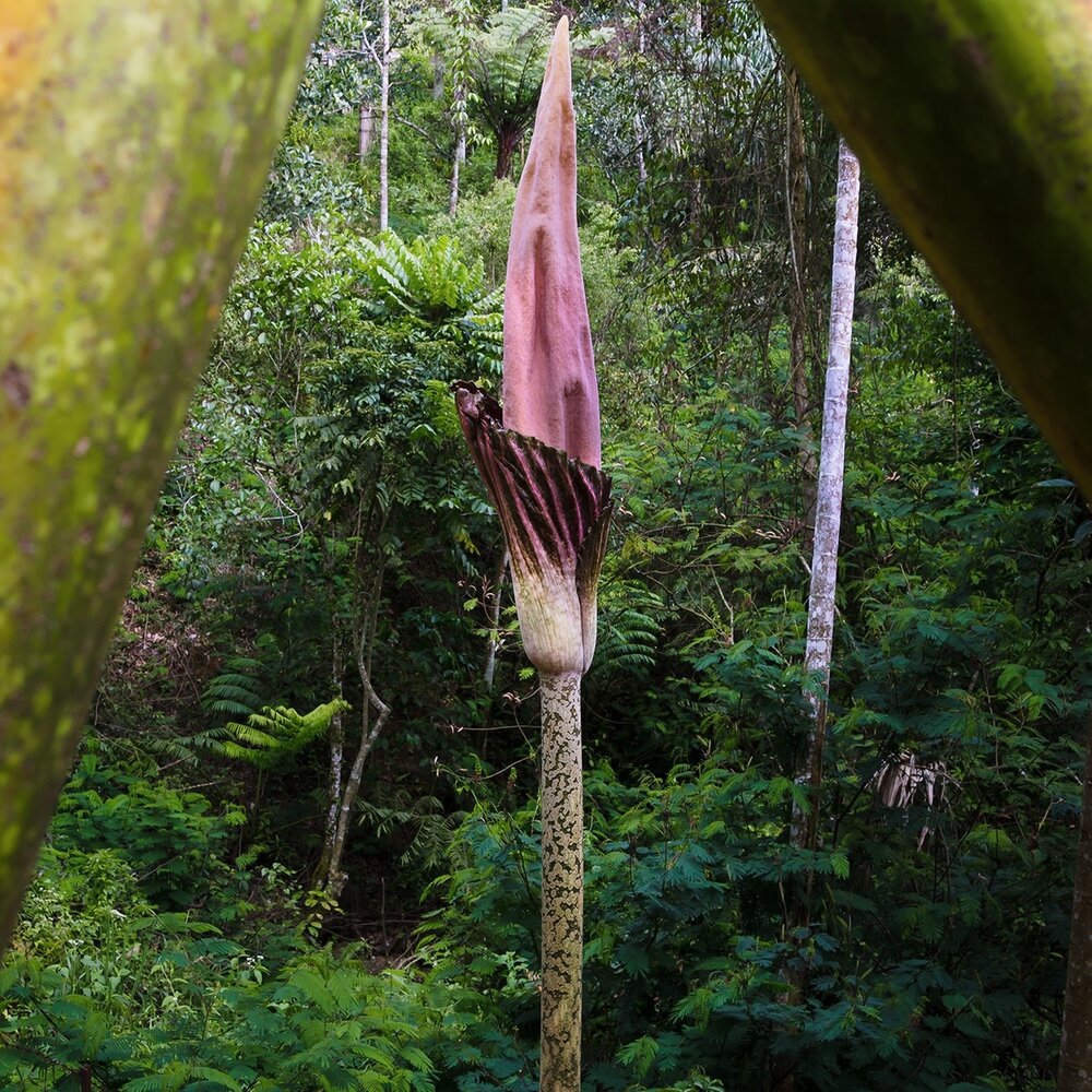 Aronstab (Amorphophallus gigas)