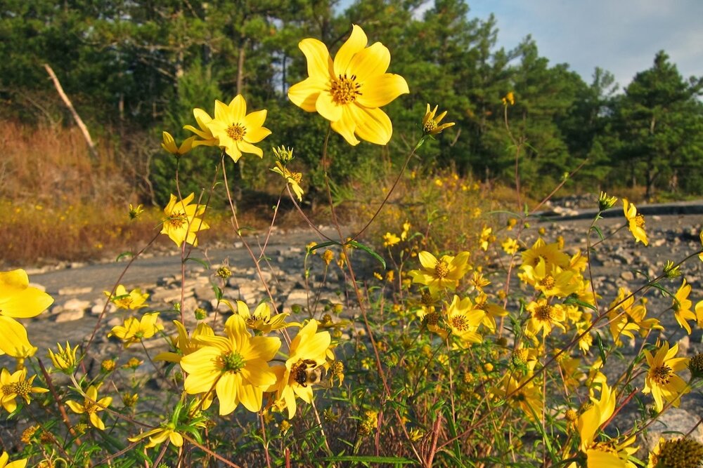 Porters Sonnenblume (Helianthus porteri)