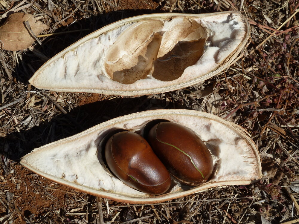 Australische Kastanie (Castanospermum australe)