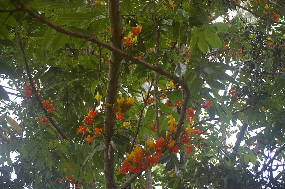 Australische Kastanie (Castanospermum australe)