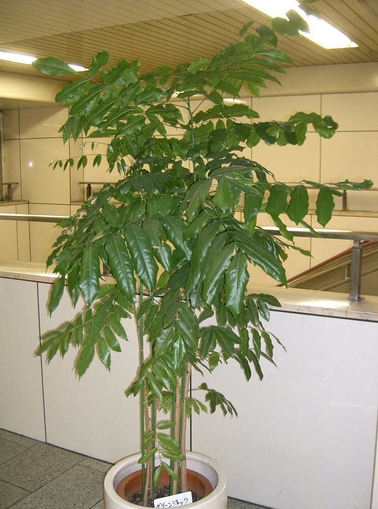 Australische Kastanie (Castanospermum australe)