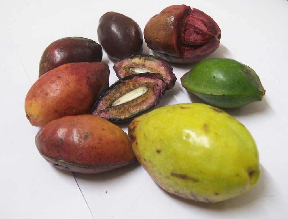 Indische Mandel (Terminalia catappa)