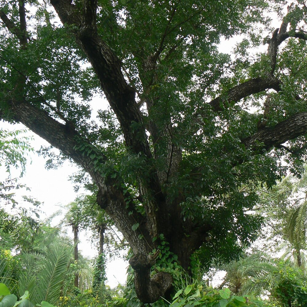 Mahagoni (Swietenia mahagoni)