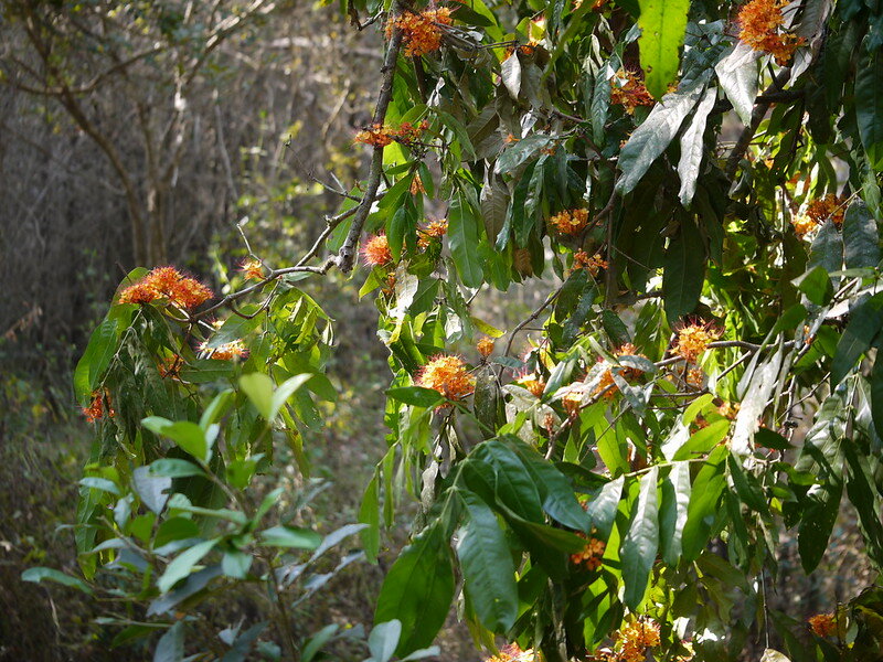 Ashoka (Saraca asoca)