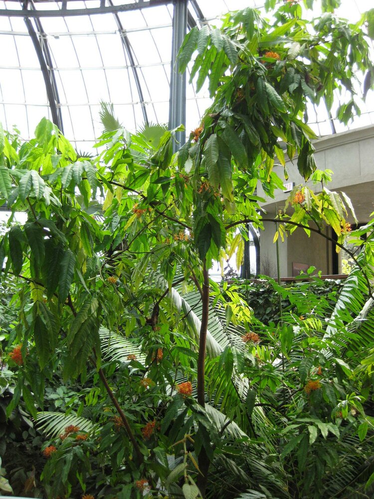 Ashoka (Saraca asoca)