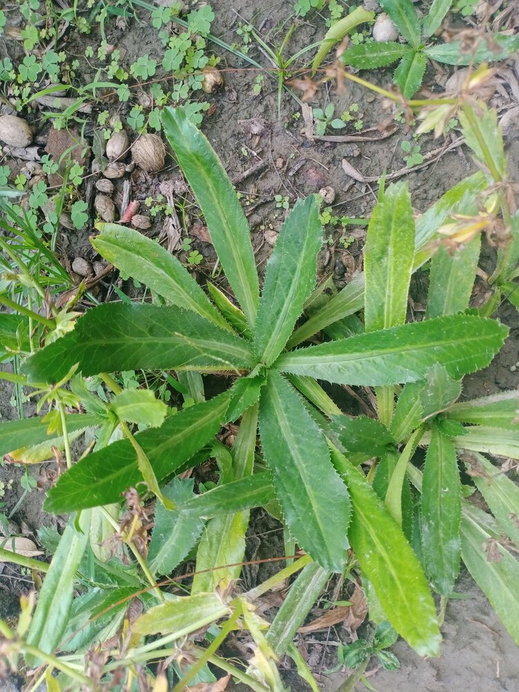 Mexikanischer Koriander (Eryngium foetidum)