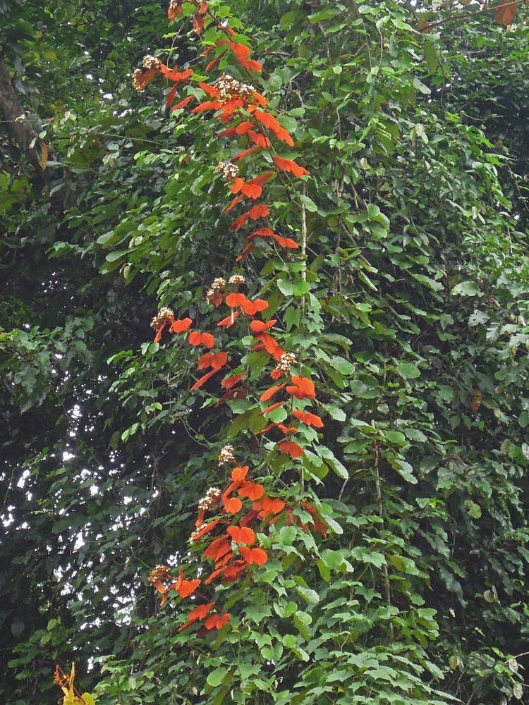 Goldblatt-Bauhinia (Phanera aureifolia)