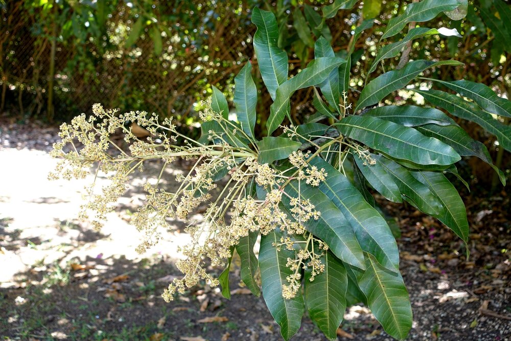 Sri-Lanka-Mango (Mangifera zeylanica)