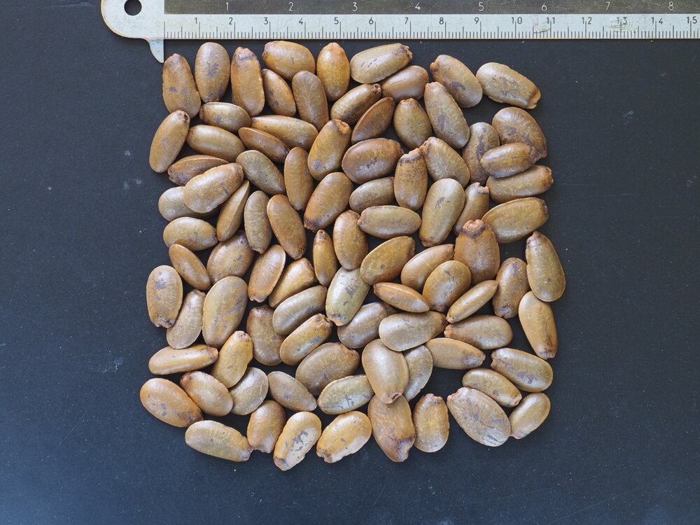 Zitronatzitrone (Annona muricata)