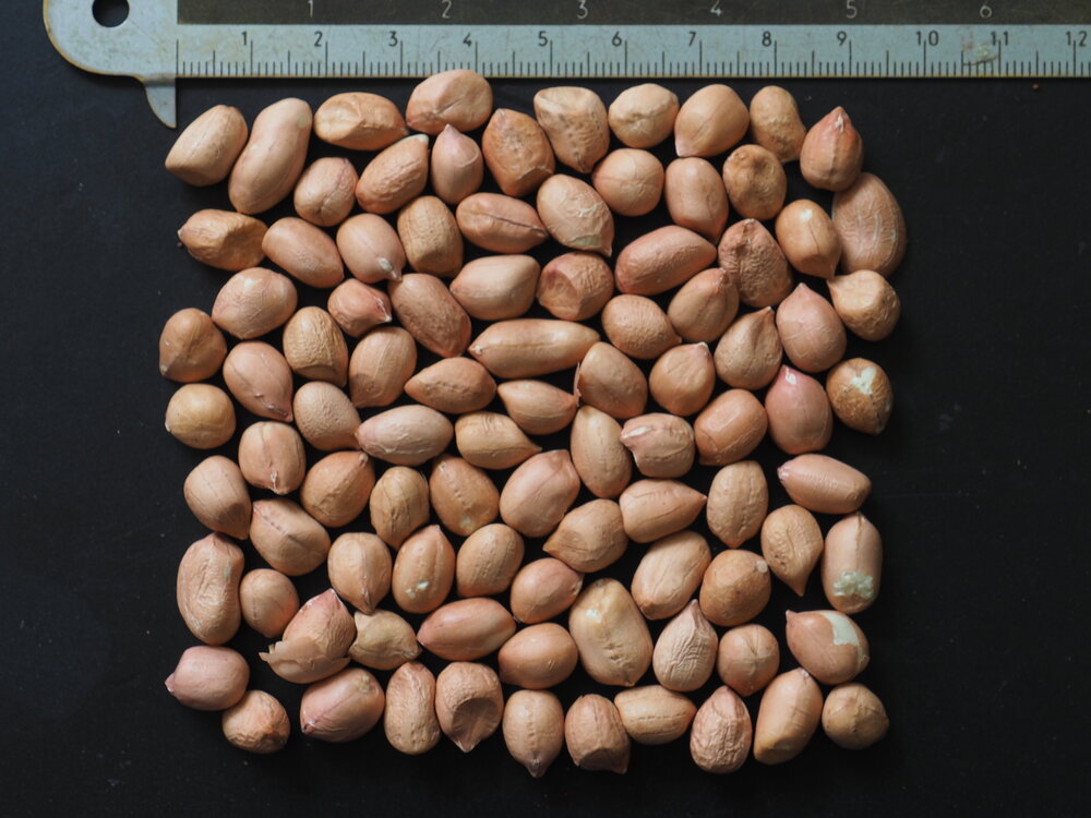 Erdnuss (Arachis hypogaea)