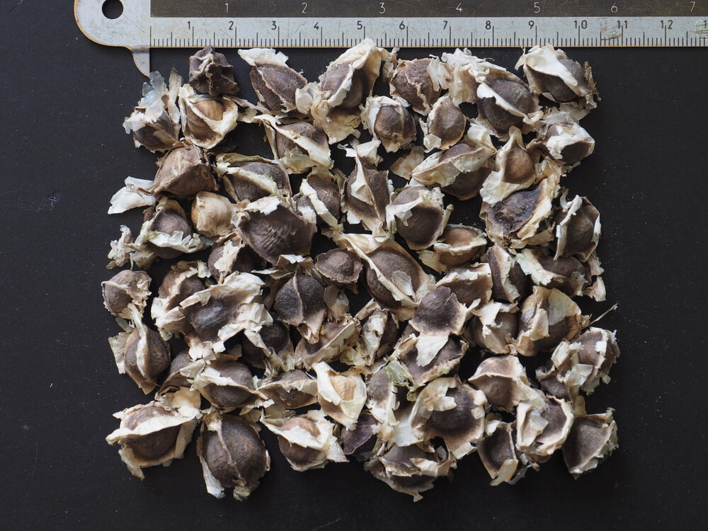 Moringa (Moringa oleifera)