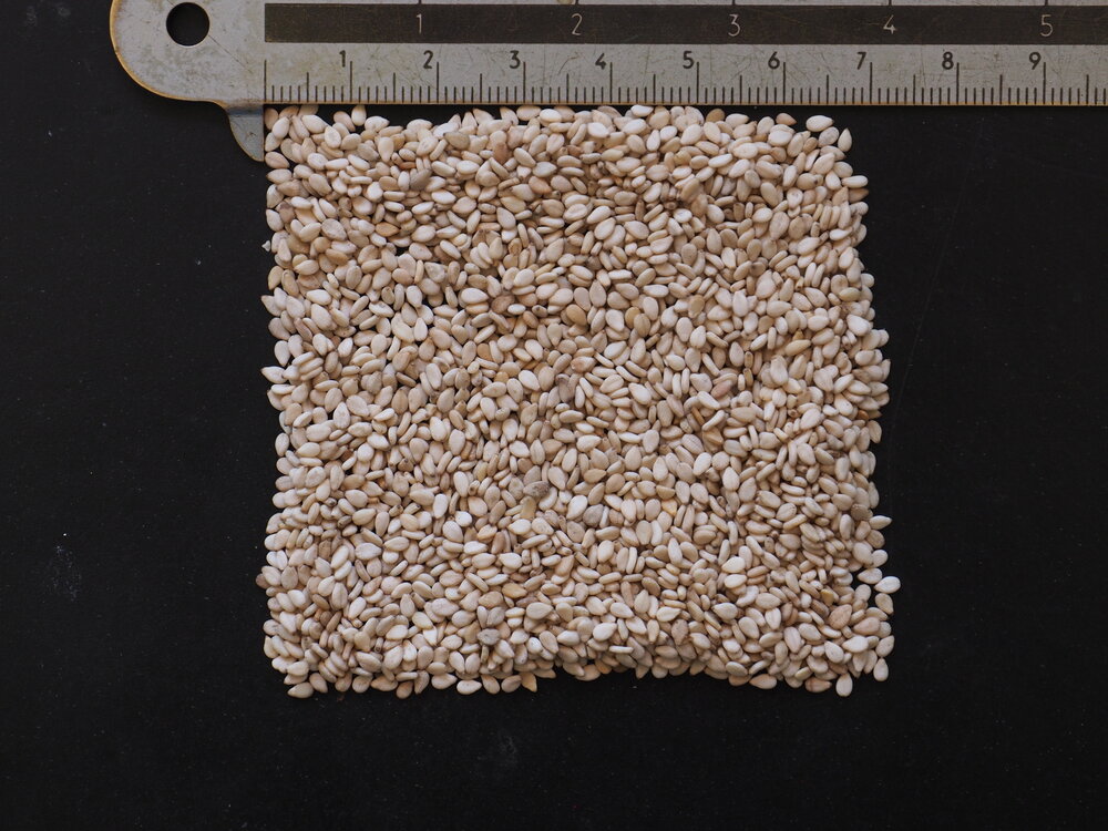 Sesam (Sesamum indicum)