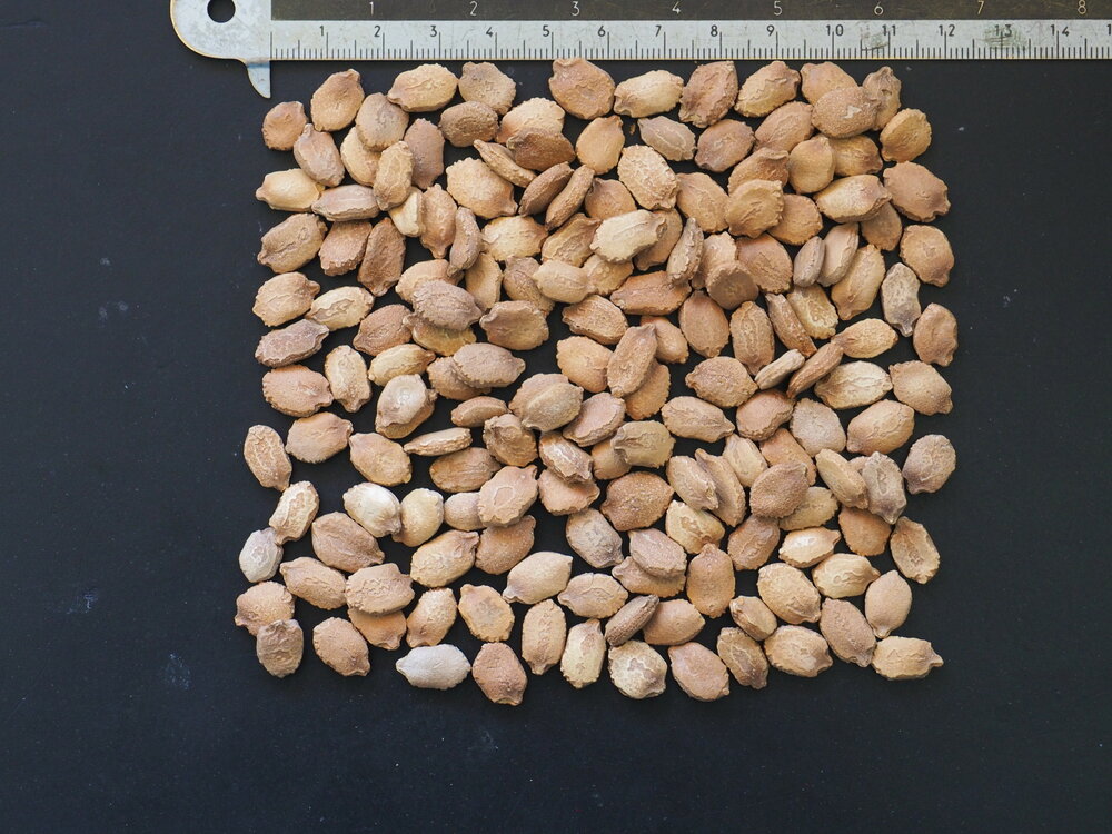 Bittermelone (Momordica charantia)