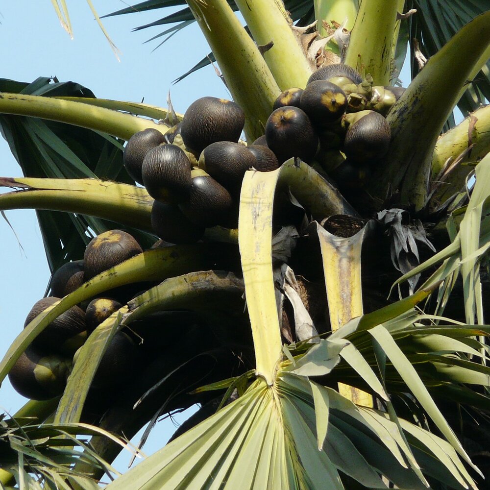 Palmyra-Palme (Borassus flabellifer)