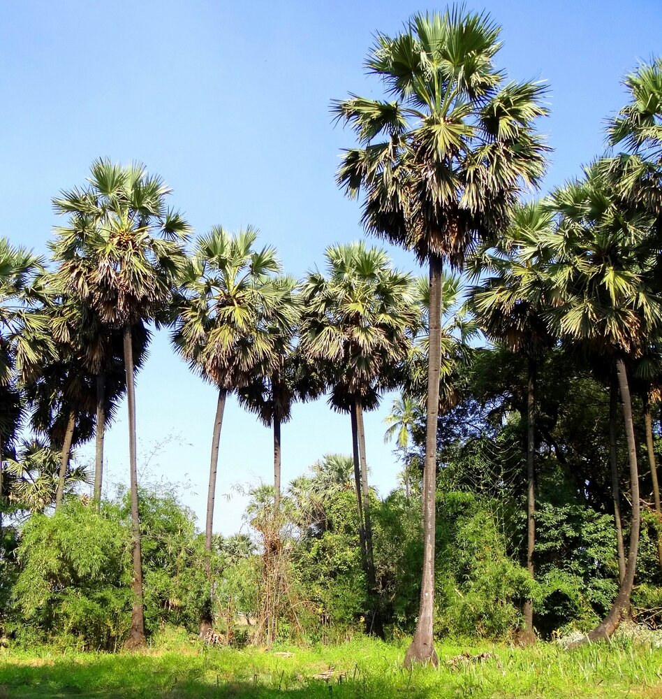 Palmyra-Palme (Borassus flabellifer)