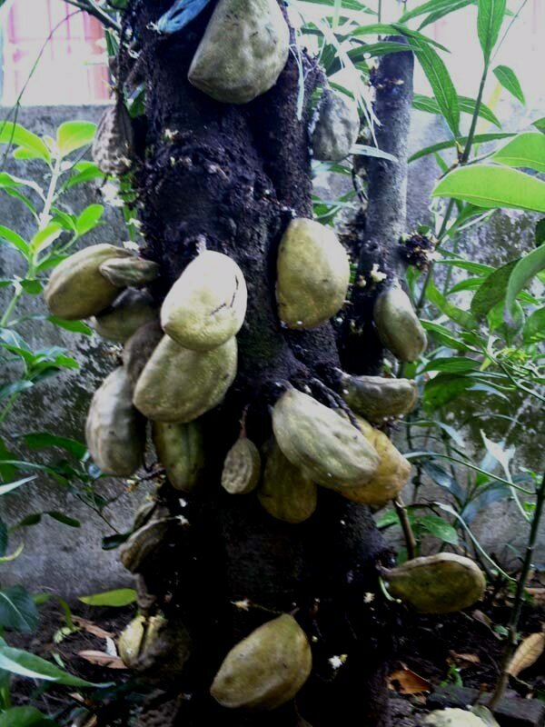Nam-nam (Cynometra cauliflora)