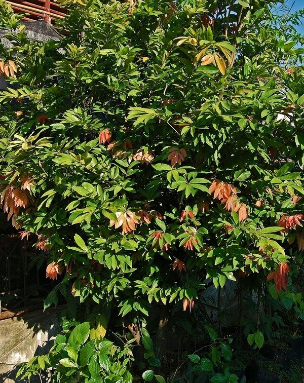 Nam-nam (Cynometra cauliflora)