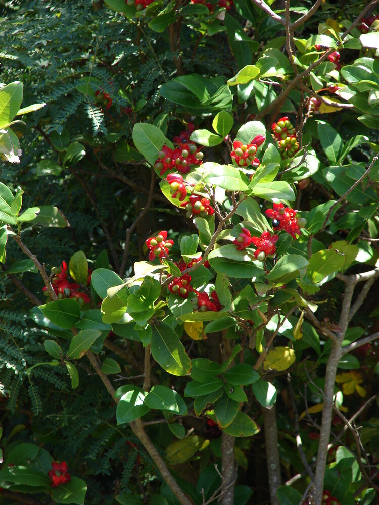 Mickey-Mouse-Pflanze (Ochna thomasiana)