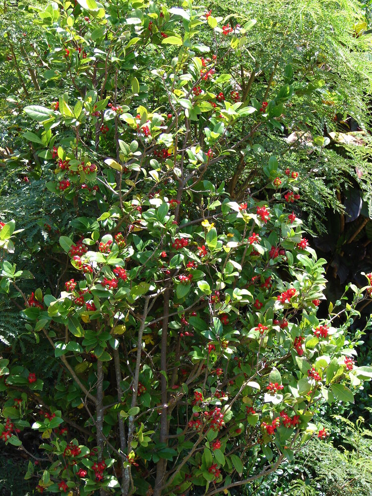 Mickey-Mouse-Pflanze (Ochna thomasiana)