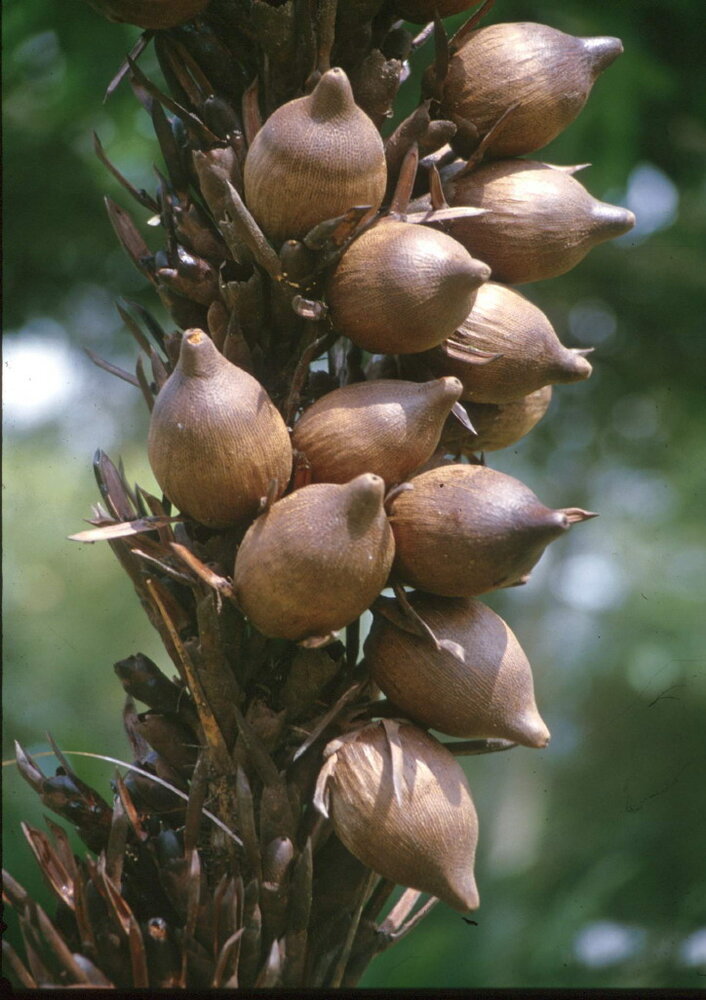 Bertam-Palme (Eugeissona tristis)