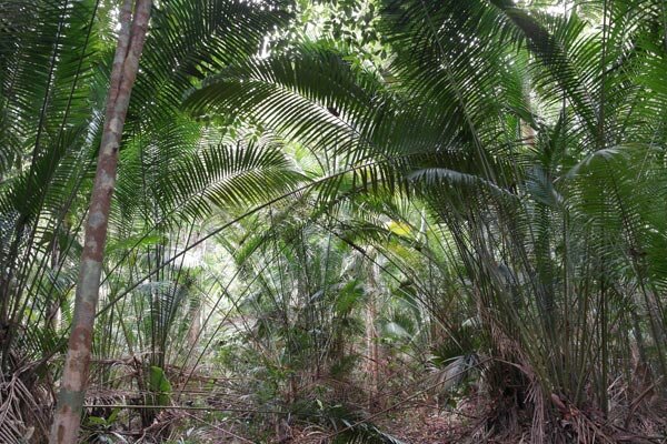 Bertam-Palme (Eugeissona tristis)