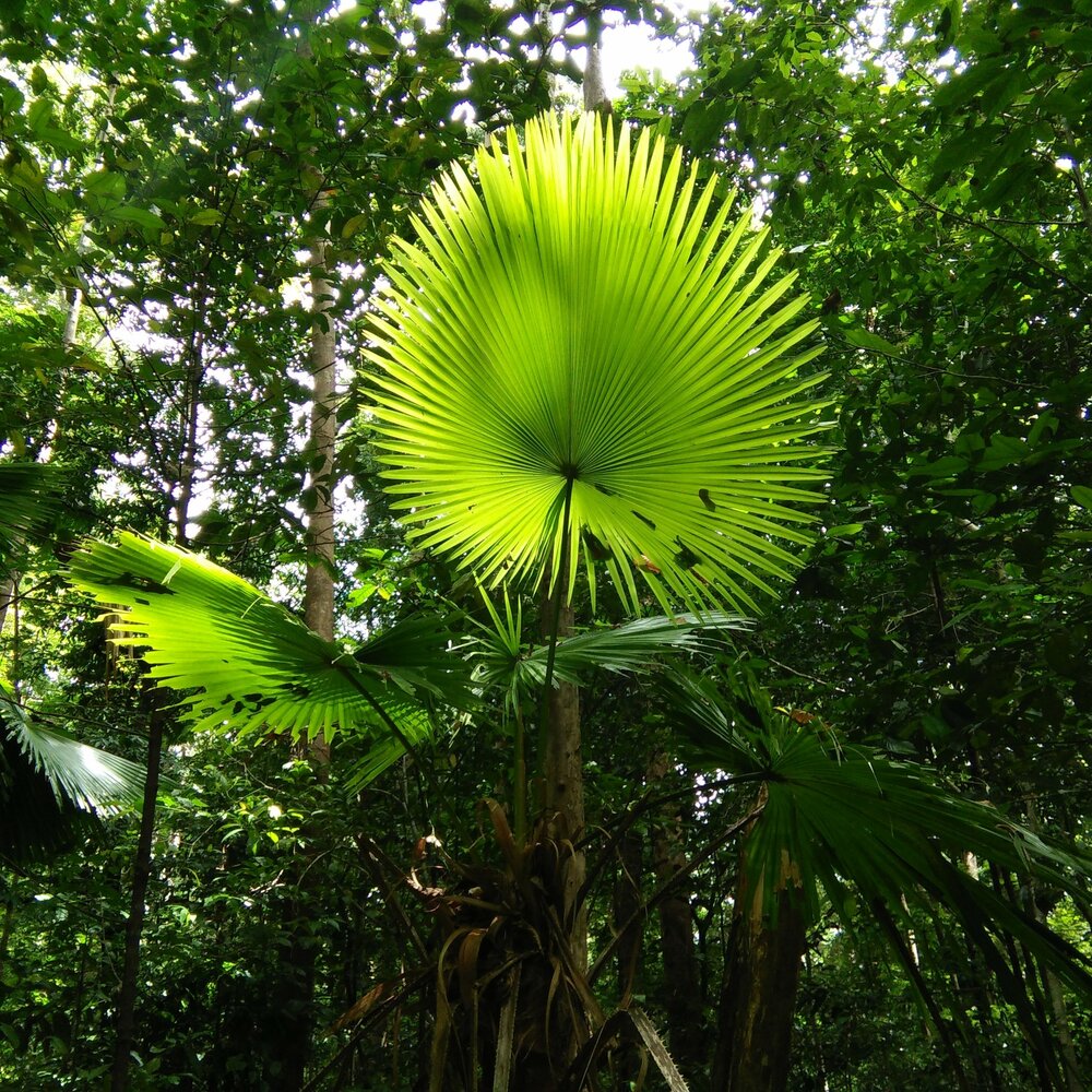 F&auml;cherpalme (Saribus rotundifolia)