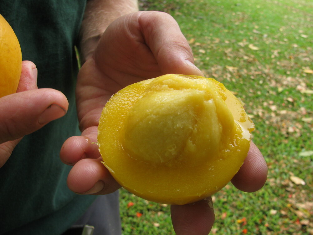 Moendoe (Garcinia xanthochymus)