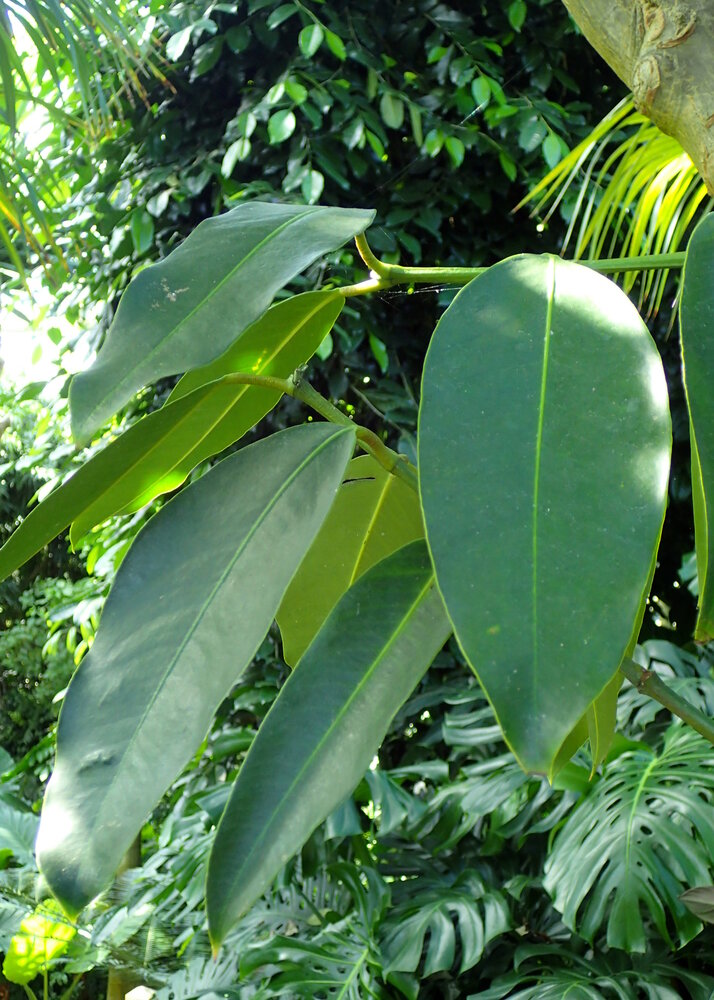 Moendoe (Garcinia xanthochymus)
