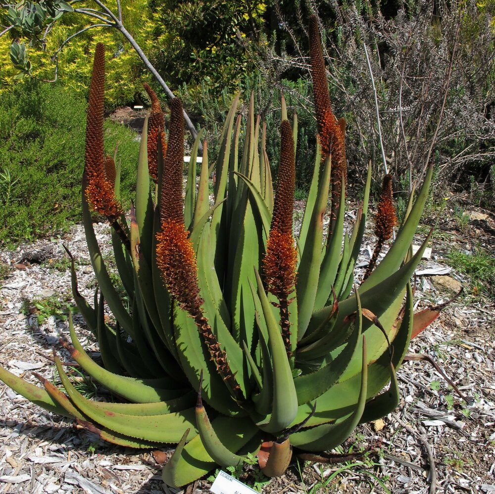 Katzenbart-Aloe (Aloe castanea)