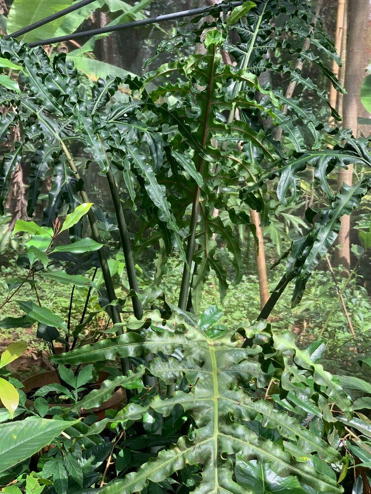 Alocasia (Alocasia portei)