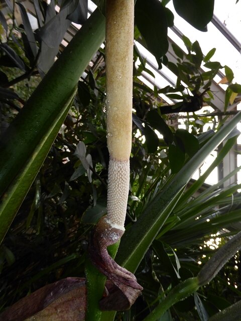 Alocasia (Alocasia portei)