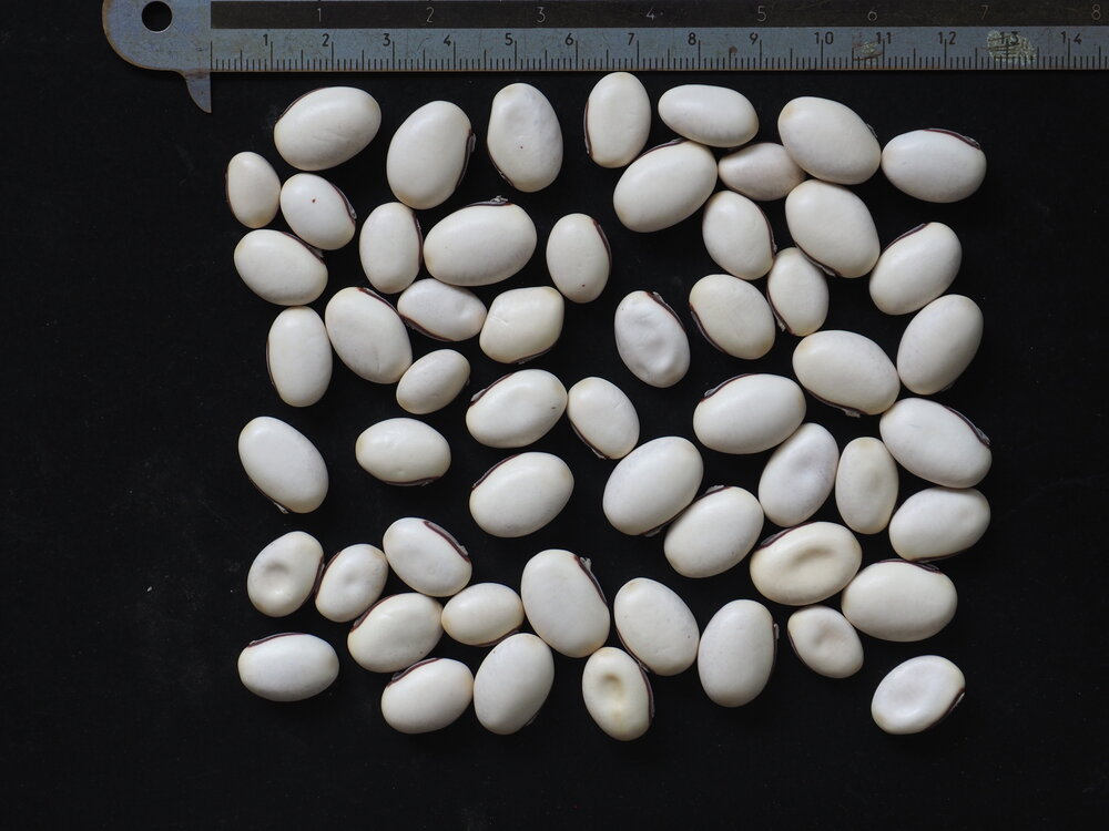 Jackbohne (Canavalia ensiformis)
