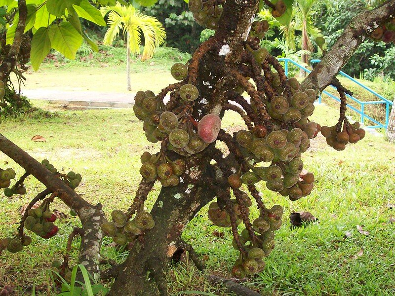 Elefantenohr-Feige (Ficus auriculata)