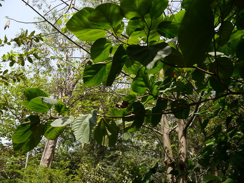 Elefantenohr-Feige (Ficus auriculata)