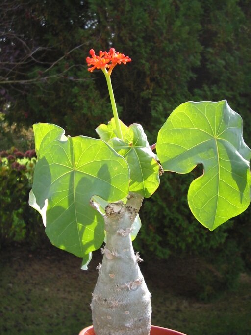 Flaschenpflanze (Jatropha podagrica)