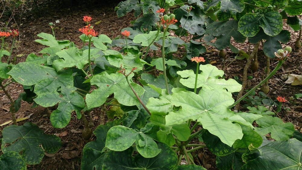 Flaschenpflanze (Jatropha podagrica)