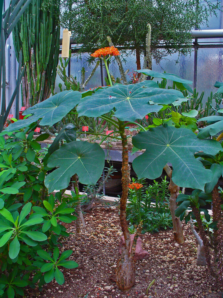 Flaschenpflanze (Jatropha podagrica)