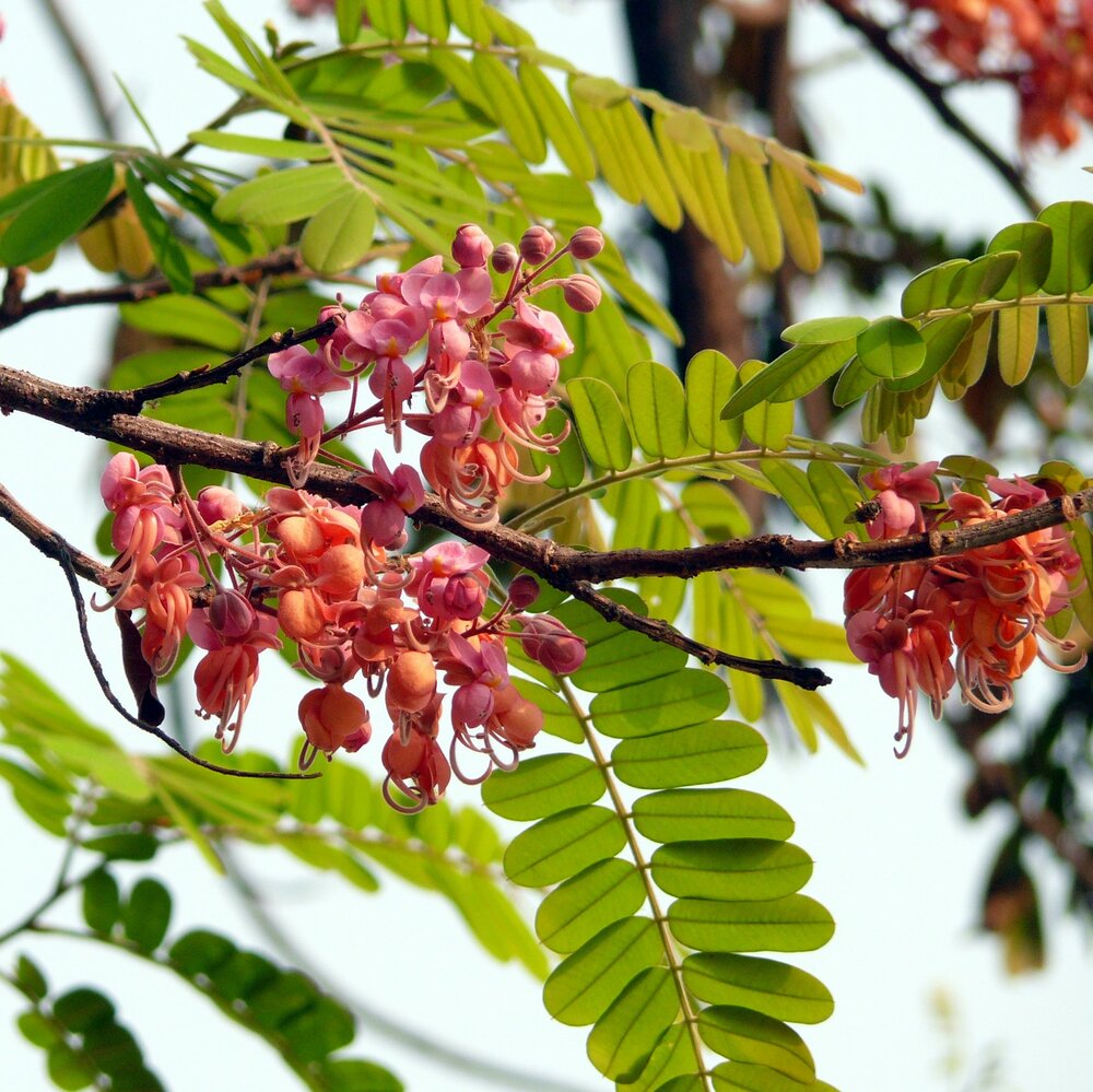 Rosa Regenbaum (Cassia grandis)